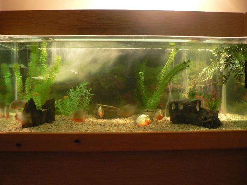 Rated #3600: 70 Gallons Freshwater Fish Tank - my 70gal