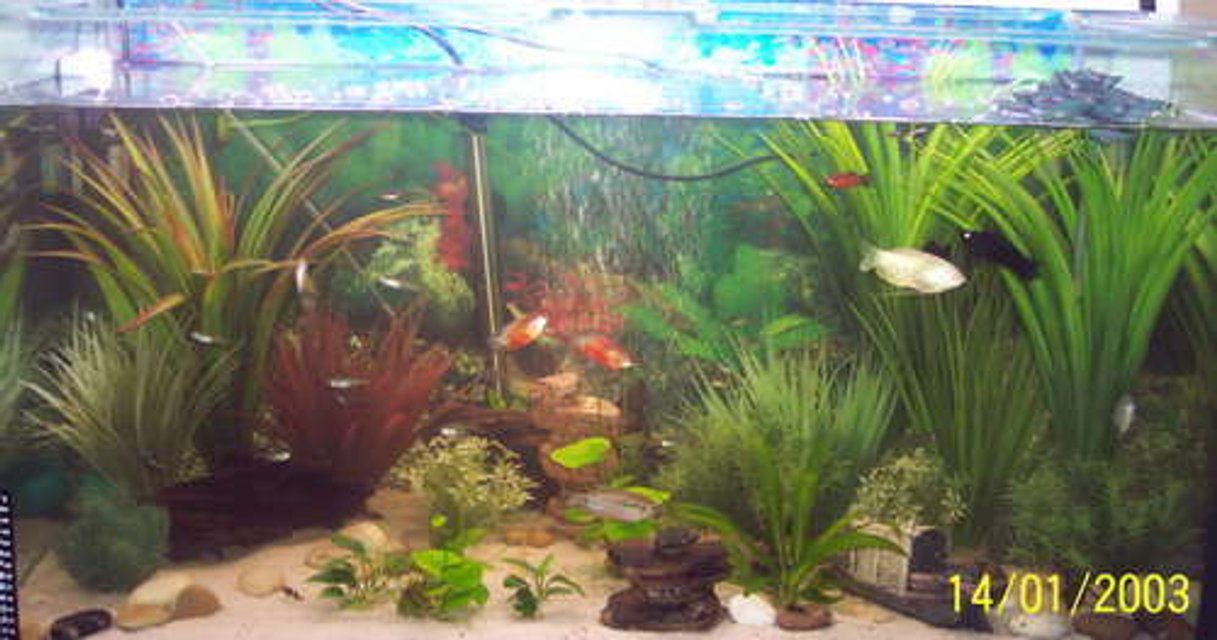 Rated #2891: 45 Gallons Freshwater Fish Tank - 160L Community Tank (Date on the pic os wrong)