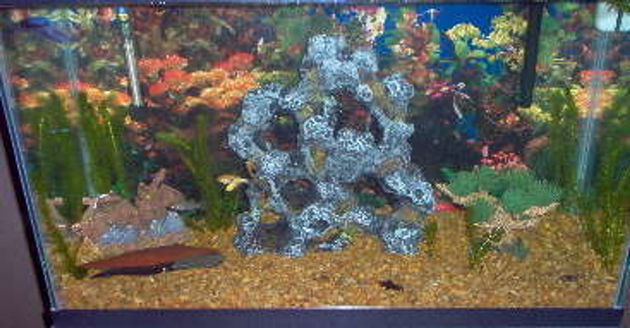 Rated #4035: 30 Gallons Freshwater Fish Tank - 30 gallon