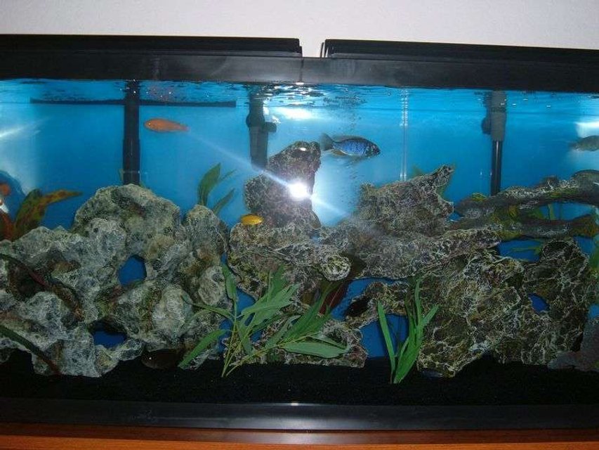 Rated #3207: 55 Gallons Freshwater Fish Tank - Whole tank view