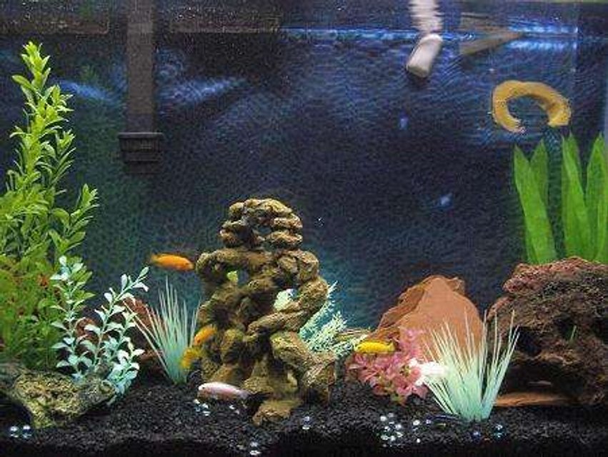 Rated #2798: 47 Gallons Freshwater Fish Tank - My first african cichlid tank.