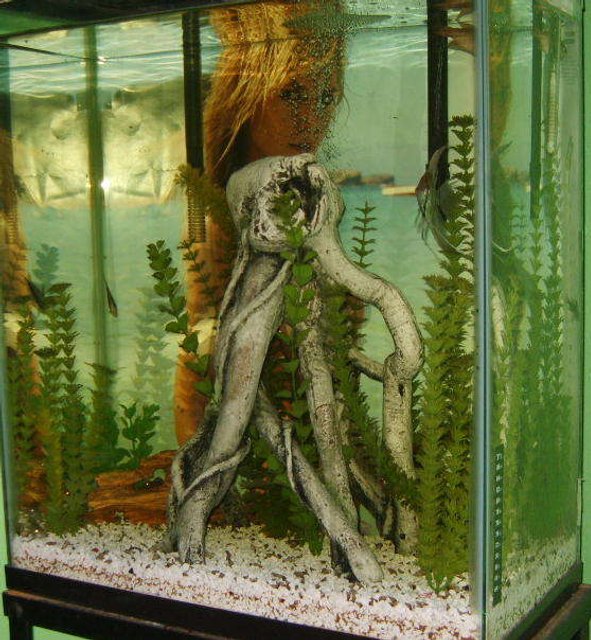 Rated #3170: 20 Gallons Freshwater Fish Tank - extra high