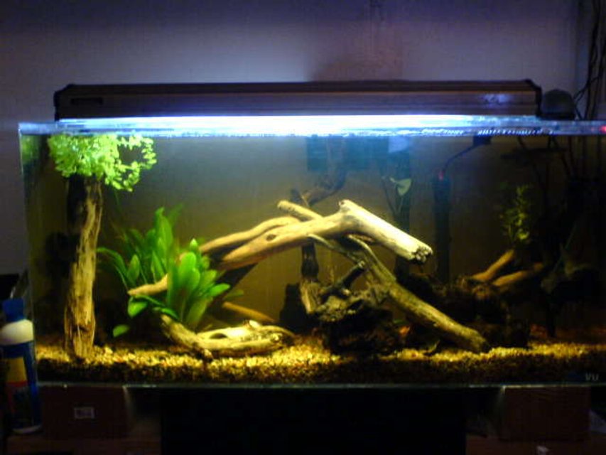 Rated #2441: 26 Gallons Freshwater Fish Tank