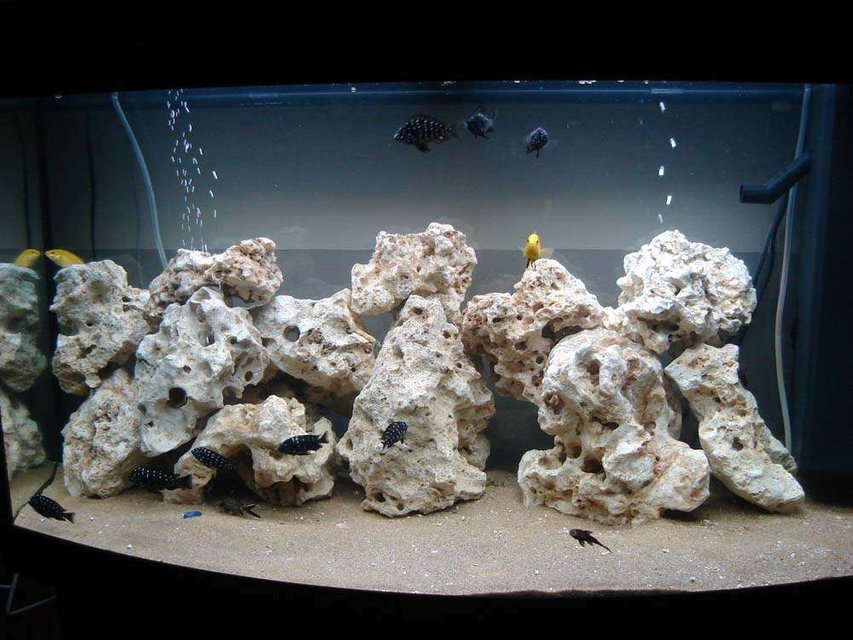 Rated #2435: 40 Gallons Freshwater Fish Tank - duboisi tank