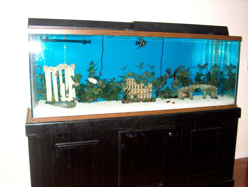 Rated #3667: 150 Gallons Freshwater Fish Tank - Taken after moving to new house.