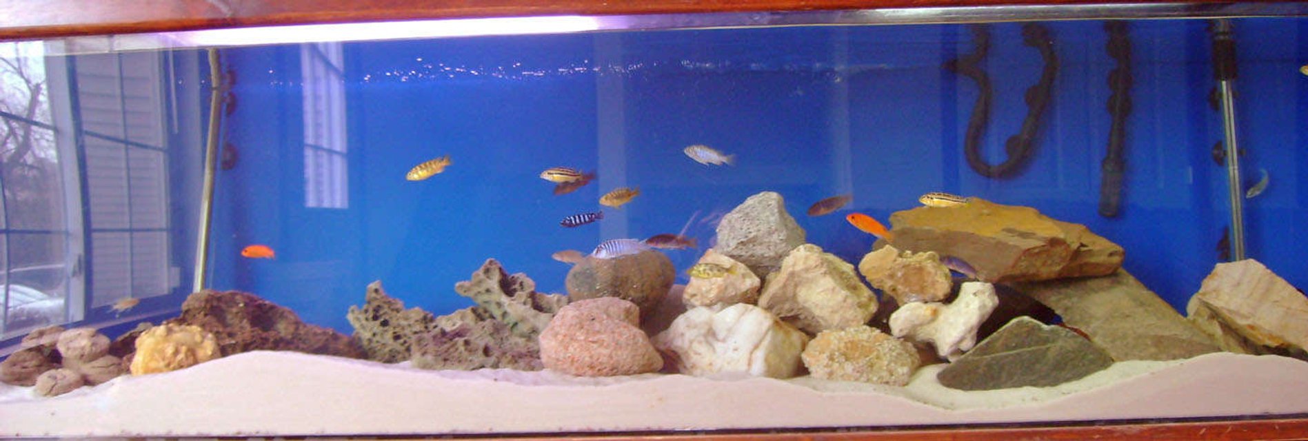 Rated #2127: 125 Gallons Freshwater Fish Tank - my tank