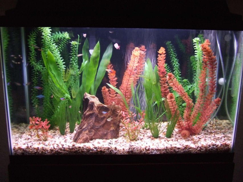 Rated #3216: 29 Gallons Freshwater Fish Tank - Here is my beautiful tank I have worked so hard on and love so much!!!