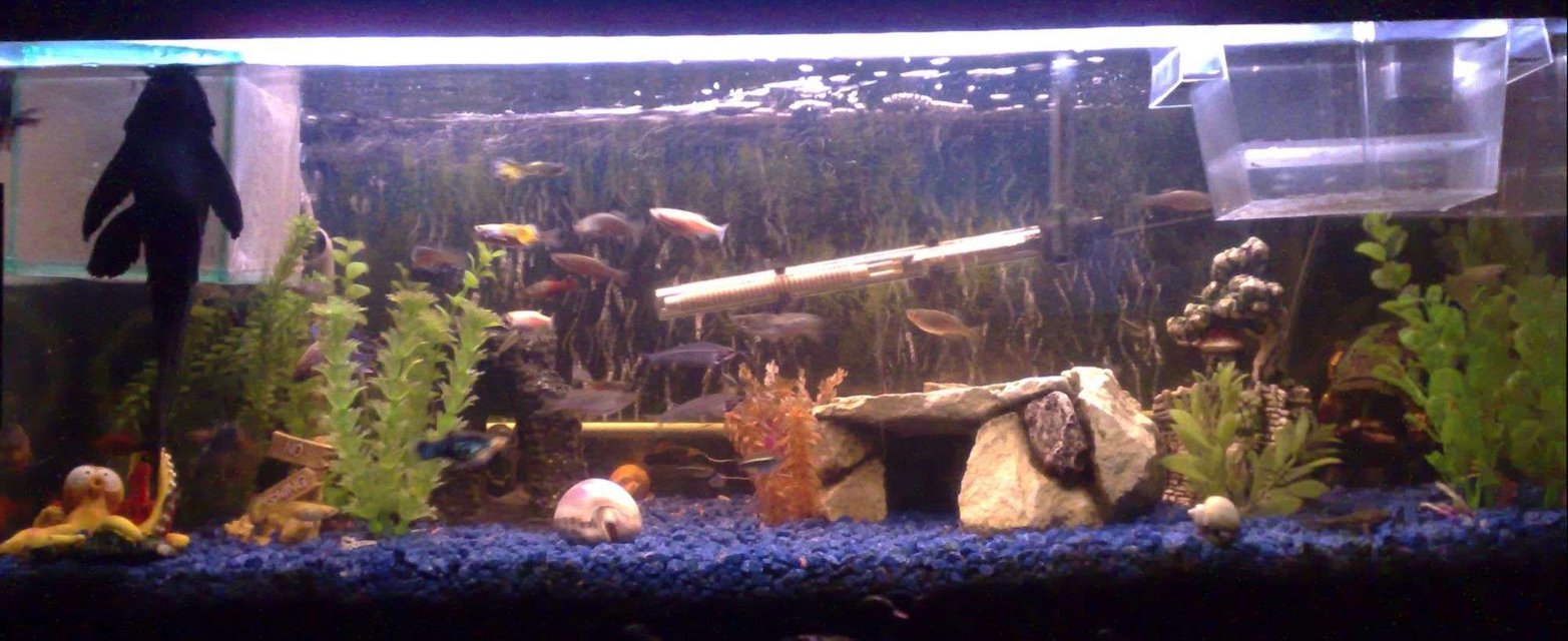 Rated #2965: 22 Gallons Freshwater Fish Tank - Just a small update, a few changes as you can see s**t loads of babies