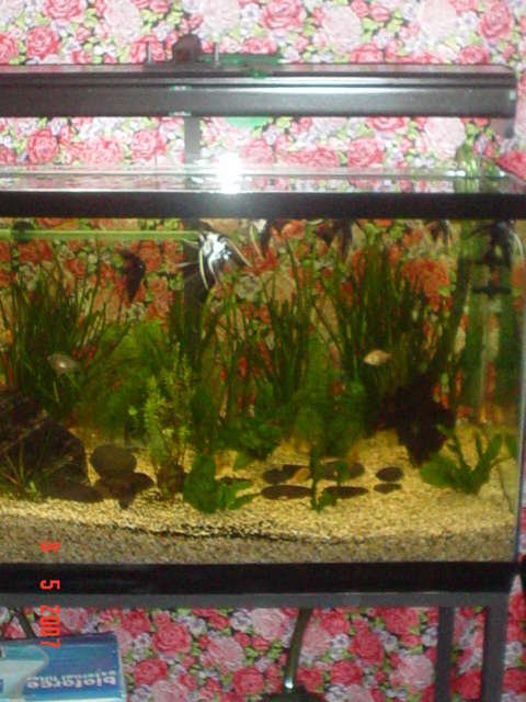 Rated #4045: 16 Gallons Freshwater Fish Tank - Pterophyllum Scalare (Locally Bred)

All in a 36 x 18 x 21 Tank.