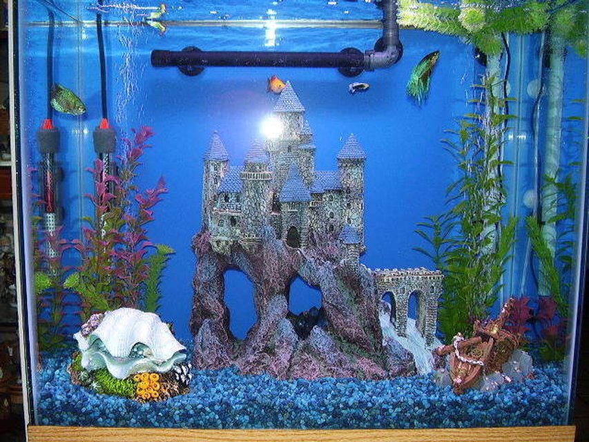 Rated #391: 29 Gallons Freshwater Fish Tank - my smaller tank