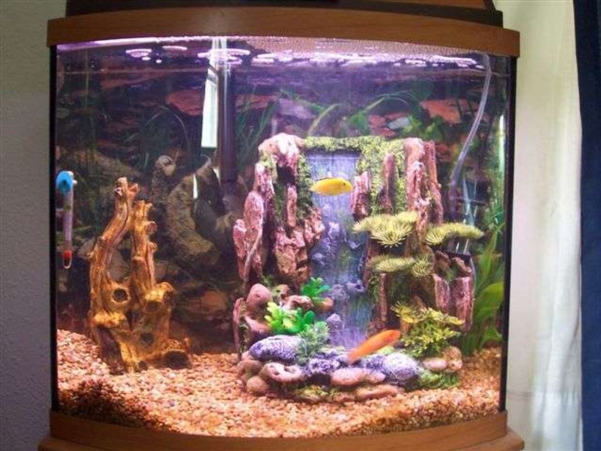 Rated #3046: 125 Gallons Freshwater Fish Tank - My 16gal freshwater w/t 2 cichlids.