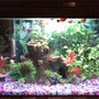 10 gallons freshwater fish tank (mostly fish and non-living decorations) - Tetras & Platys