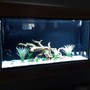 100 gallons freshwater fish tank (mostly fish and non-living decorations) - 60 gallon wall tank