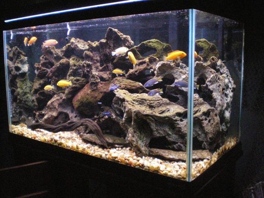 Miami754 S Freshwater Tanks Details And Photos Photo 19000 Miami754 S Freshwater Tanks Details And Photos Photo 19000 Ratemyfishtank