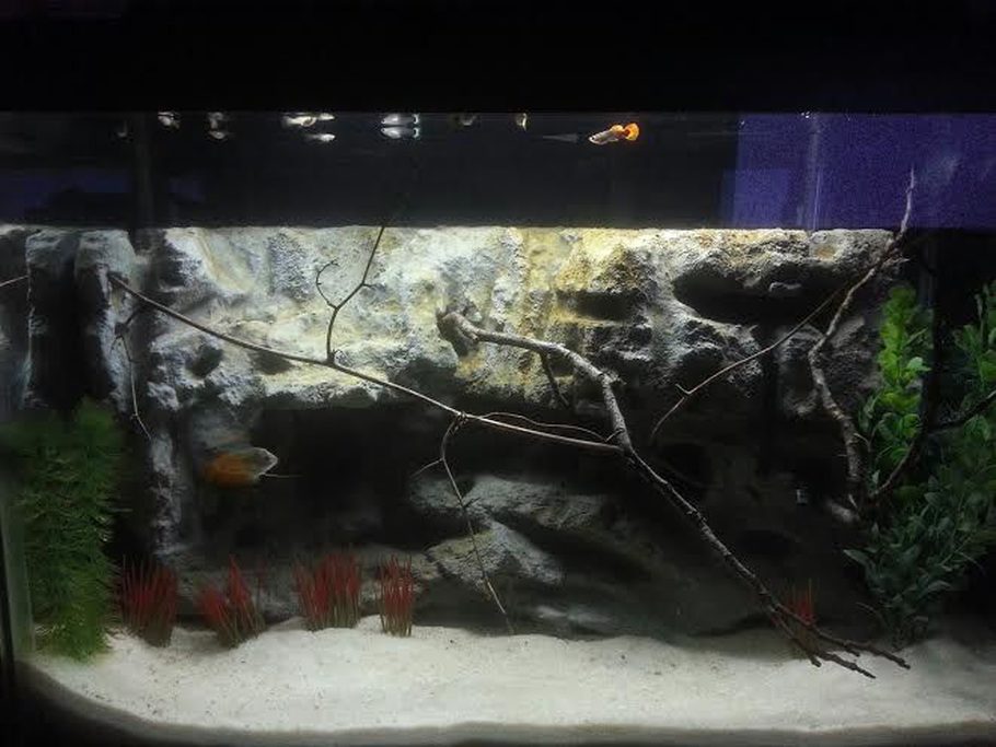 General G S Freshwater Tanks Photo Id 40996 Full Version 29 Gallon With Homemade Rock Background And Fake Plants