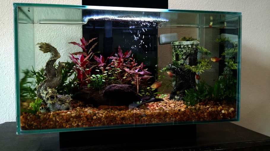 Custom, LED and Acrylic live bloodworms Aquariums 