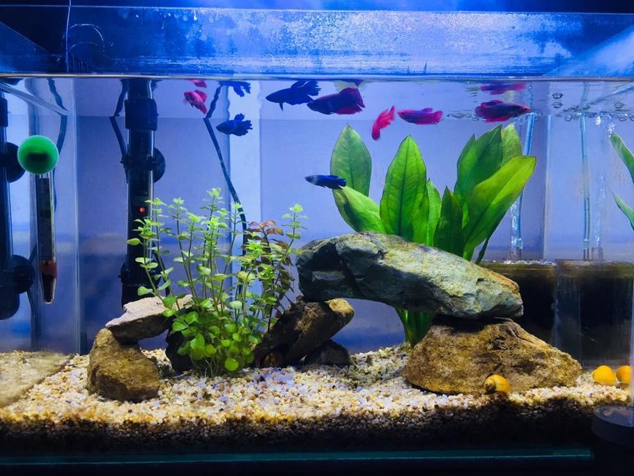 fish tanks and equipment