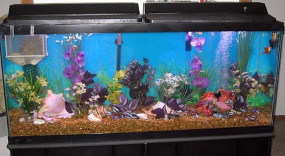 Sheve's Freshwater Tanks Photo (ID 4628) Full Version