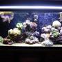 55 gallons reef tank (mostly live coral and fish) - 55 gallon reeef