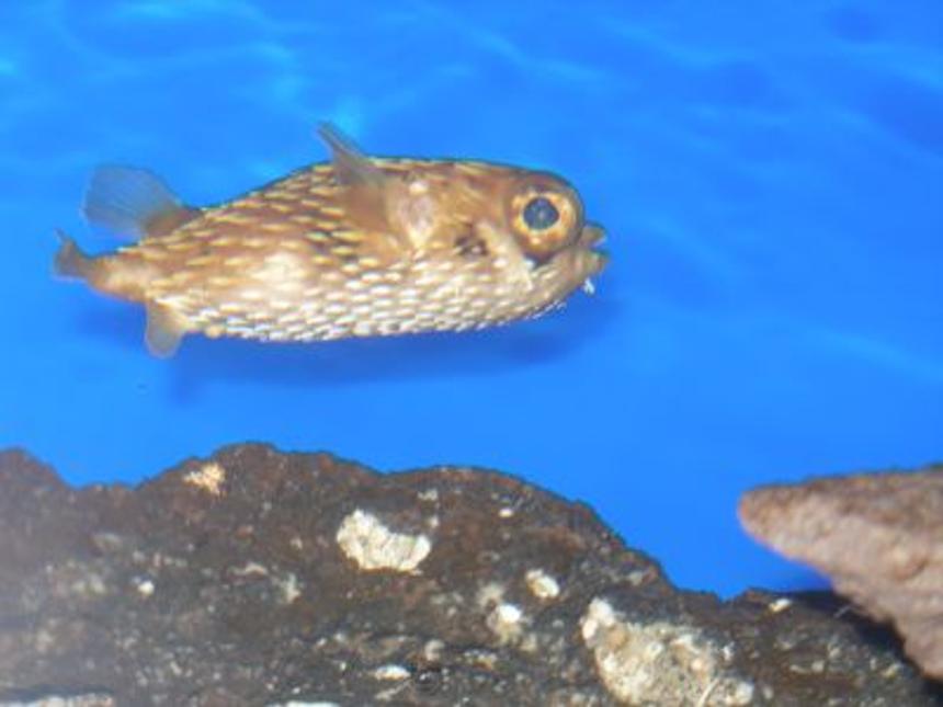 Rated #37: Saltwater Fish - Diodon Holocanthus - Porcupine Puffer Stocking In 75 Gallons Tank - This is Spike.  A Porcupine Blowfish with attitute.  He enjoys eating, eating and some times when the lighting is just right, eating some more.