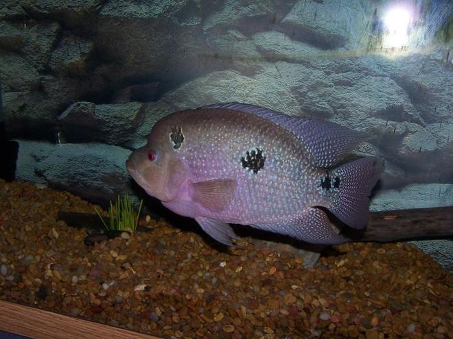freshwater fish - cichlasoma sp. - flower horn cichlid stocking in 300 gallons tank - Flowerhorn Cichlid