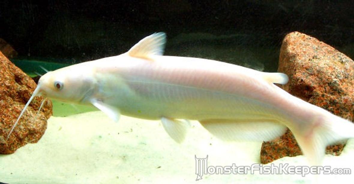 freshwater fish - corydoras aeneus - albino aeneus cory cat stocking in 300 gallons tank - Albino Channel Cat