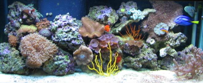 75 gallons reef tank (mostly live coral and fish) - 75 gal reef tank