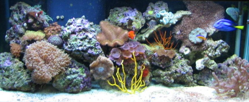 Rated #41: 75 Gallons Reef Tank - 75 gal reef tank