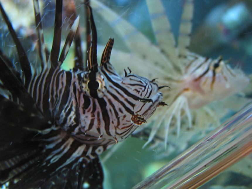 Rated #15: Saltwater Fish - Pterois Volitans - Volitan Lionfish Stocking In 65 Gallons Tank - Lionfish - The large dark one is a male (I think) and the smaller white one in the back is a female (I think) because they have "courted" each other many times.