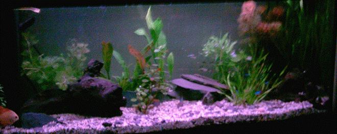 120 gallons freshwater fish tank (mostly fish and non-living decorations) - My discus tank Discus come first not plants.