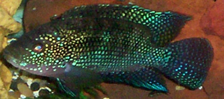 Rated #74: Freshwater Fish - Nandopsis Octofasciatum - Jack Dempsey Stocking In 55 Gallons Tank - jack dempsey