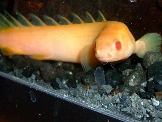 freshwater fish - polypterus senegalus - albino bichir stocking in 80 gallons tank - Albino Bichir