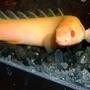 freshwater fish - polypterus senegalus - albino bichir stocking in 80 gallons tank - Albino Bichir