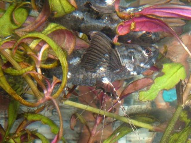freshwater fish - pantodon buchholzi - african butterflyfish stocking in 80 gallons tank - Butterfly Fish