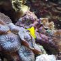 corals inverts - rhodactis inchoata - bullseye mushroom, purple stocking in 120 gallons tank - Krustee on a striped mushrooms