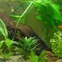 40 gallons planted tank (mostly live plants and fish) - comunity tank, well planted with a variety of different freshwater fish
