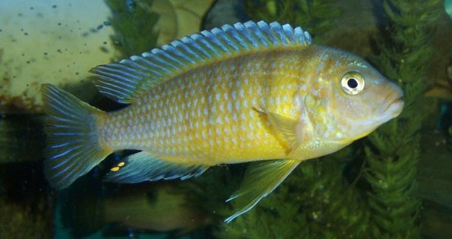 freshwater fish - labidochromis caeruleus - electric yellow cichlid stocking in 120 gallons tank - unknown