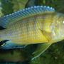 freshwater fish - labidochromis caeruleus - electric yellow cichlid stocking in 120 gallons tank - unknown