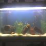 37 gallons freshwater fish tank (mostly fish and non-living decorations) - my tank