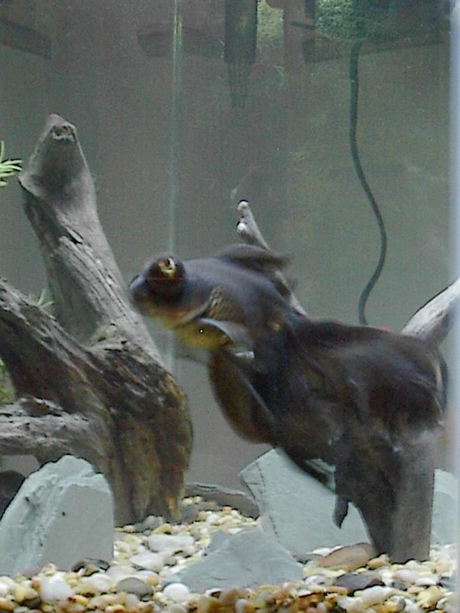 freshwater fish - carassius auratus - black moor goldfish stocking in 44 gallons tank - obsidian just passed away imiss him dearly (he had dropsy)