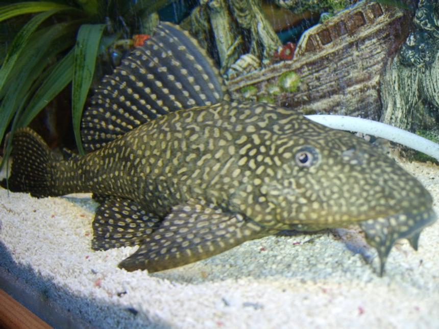 Rated #581: Freshwater Fish - Hypostomus Punctatus - Trinidad Pleco Stocking In 120 Gallons Tank - pleco
