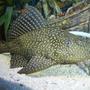 freshwater fish - hypostomus punctatus - trinidad pleco stocking in 120 gallons tank - pleco