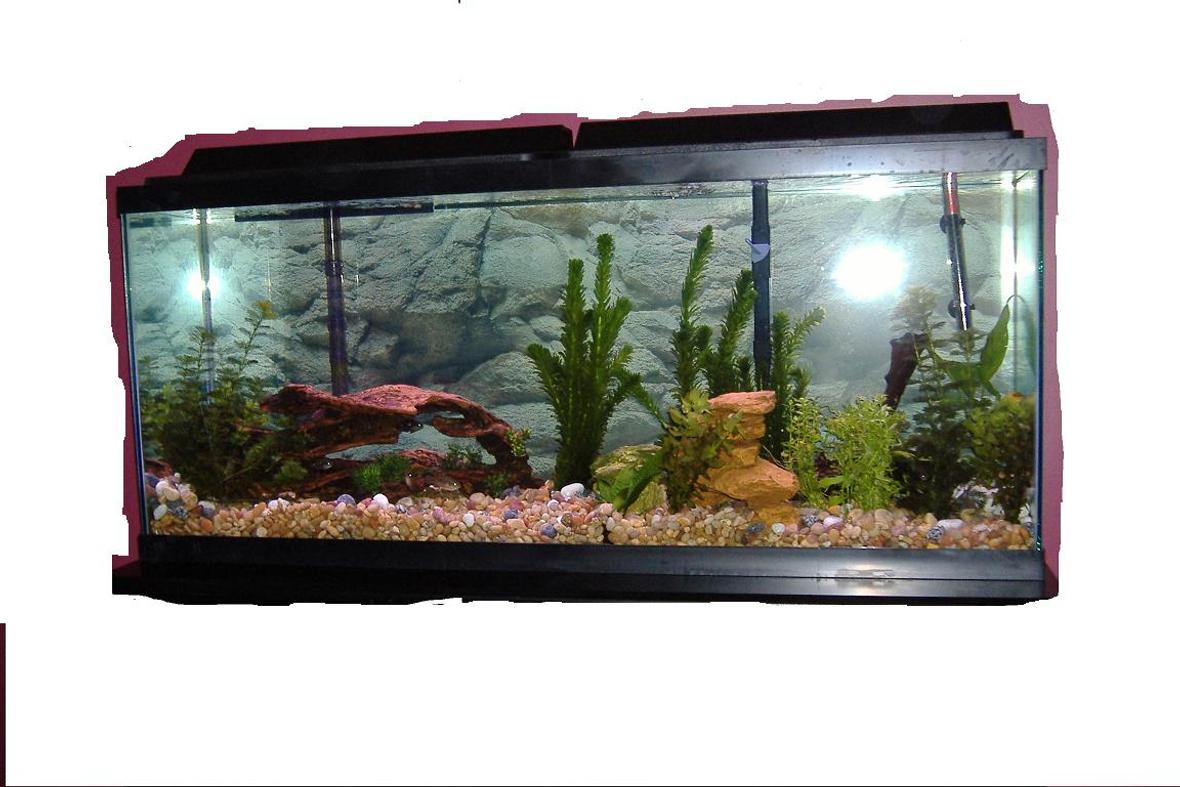 55 gallons freshwater fish tank (mostly fish and non-living decorations) - see pic