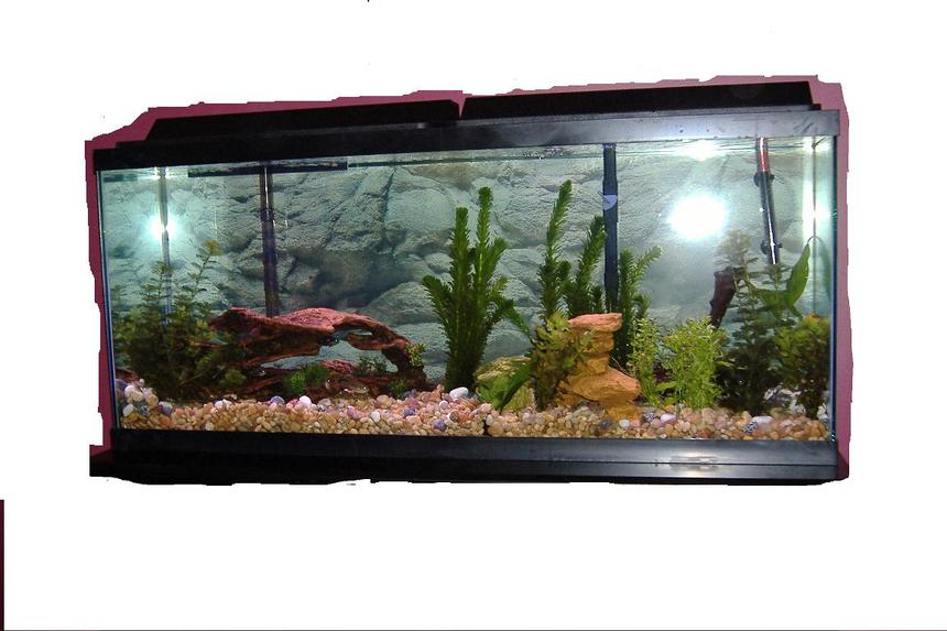 Rated #304: 55 Gallons Freshwater Fish Tank - see pic
