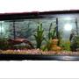 55 gallons freshwater fish tank (mostly fish and non-living decorations) - see pic