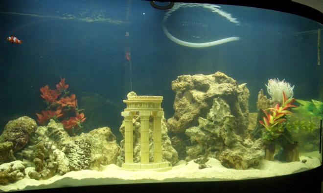 95 gallons freshwater fish tank (mostly fish and non-living decorations) - 95 Gallon WAVE tank.  Eible Angel, 3-Stripe Damsel, Royal Gramma, Bullet Goby, True Percula Clown, Regal Tang.  UV sterilizer, Berlin Protein skimmer.  Wet/Dry filter w/overflow powered by Rio 2100+.  100 pounds of live rock, 100 pounds of live sand. 2 Cleaner shrimp. 5 Turbo Snails.