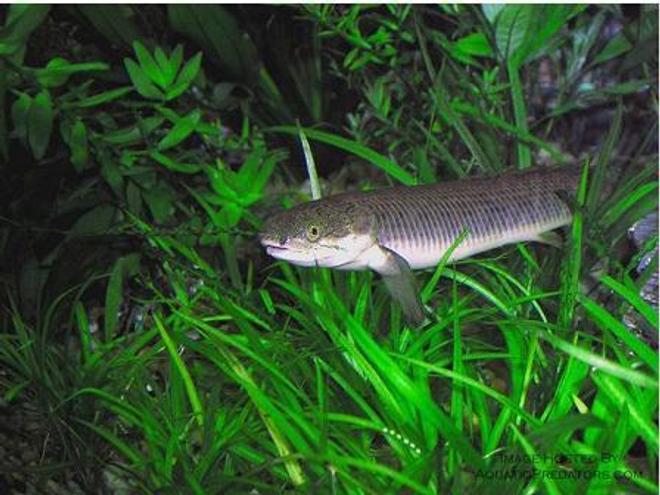 freshwater fish - polypterus palmas - palmas bichir stocking in 75 gallons tank - palamas poli bichir