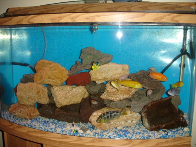 50 gallons freshwater fish tank (mostly fish and non-living decorations) - this is my cichlid tank.  3 yellow labidos, 1 red zebra, 1 venustus, 1 blue cichlid, 1 black/yellow cichlid, 4 pink convicts, 1 jack dempsey