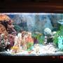 40 gallons freshwater fish tank (mostly fish and non-living decorations) - Its a 40 gallon African Tank with 16 Cichlids