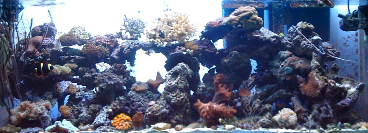55 gallons reef tank (mostly live coral and fish) - 01/22/06 added tubastrea and elegance coral with an open brain